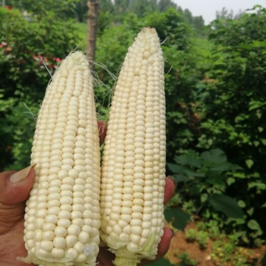 开封万糯2000玉米  万糯2000！产地直销！货源充足！质量超