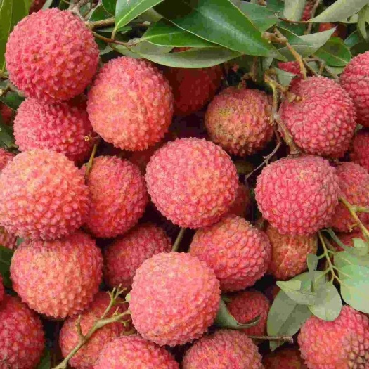 北流市桂味荔枝 广西北流桂味
