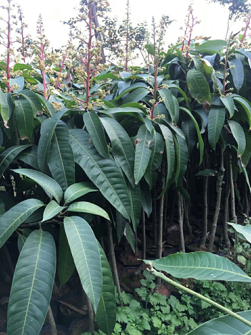 苗 芒果苗金煌台农桂七四季芒红贵妃凯特澳芒嫁接芒果树苗地栽盆栽
