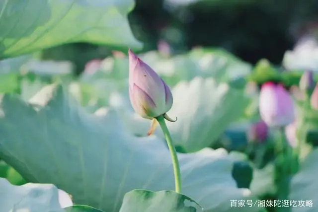 长沙荷花 40~50cm