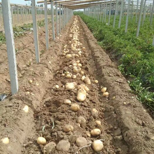 昌黎县 大量供应土豆