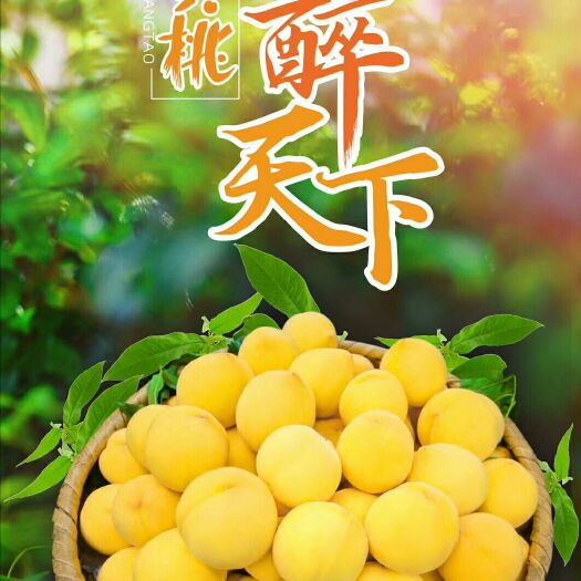 炎陵县 炎陵锦绣黄桃
