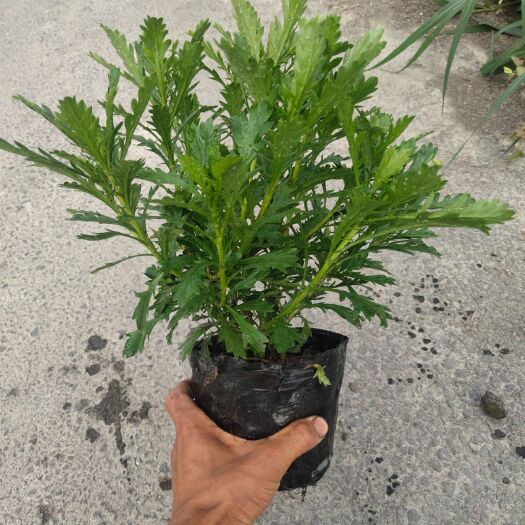 成都木春菊苗 木春菊 基地直销