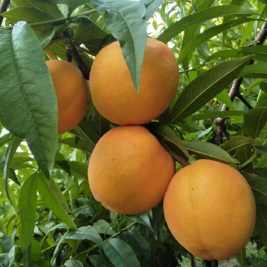 萧县黄金蜜4号 原汁原味，…