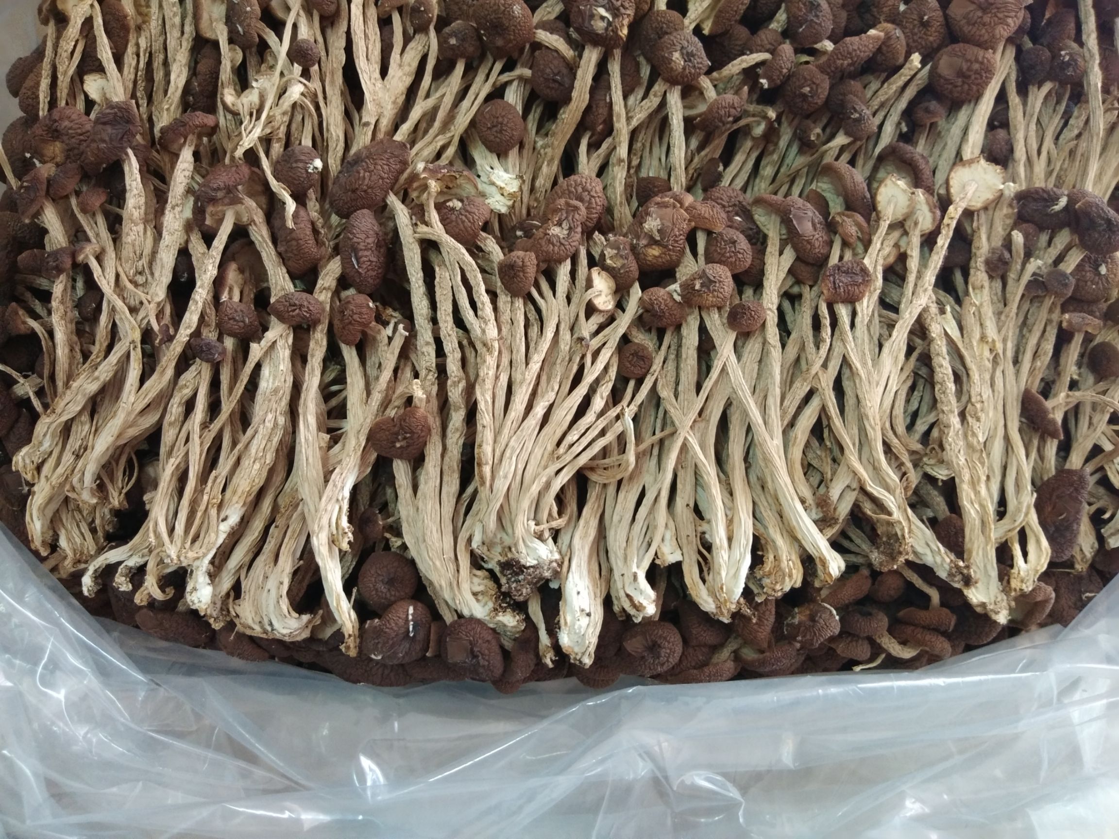 江西廣昌茶樹菇5號(hào)菇不開(kāi)傘茶樹菇茶薪菇干貨2024新菇