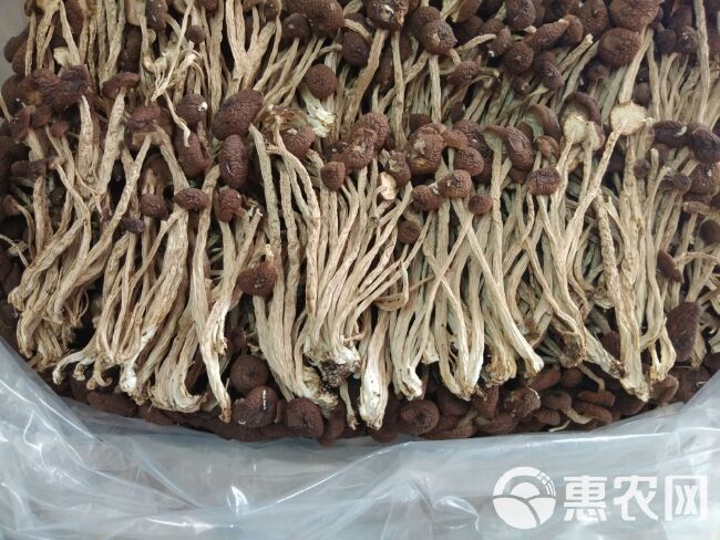 江西广昌茶树菇5号菇不开伞茶树菇茶薪菇干货2024新菇