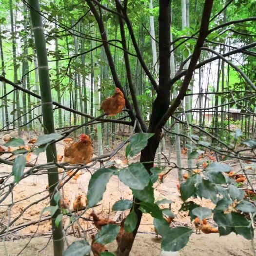 赤壁市 80包邮，生态散养土鸡，欢迎订购