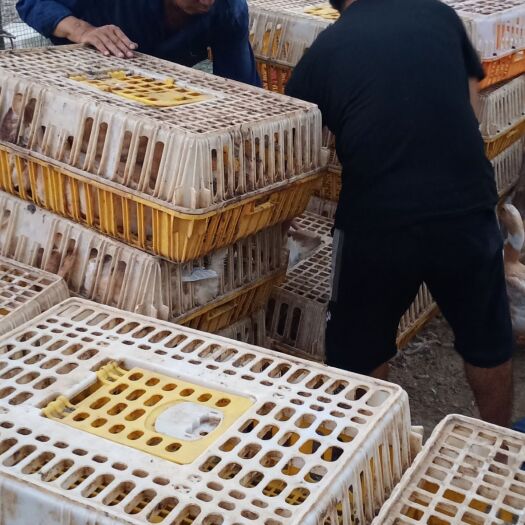 海口红鸭 今天抓一千五只