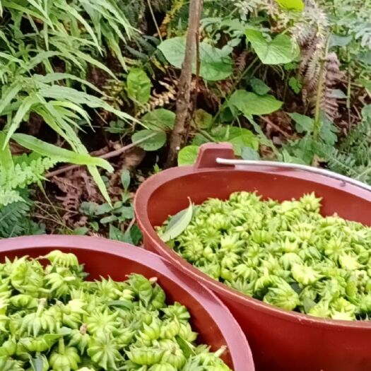禄劝县 新鲜生八角  药用