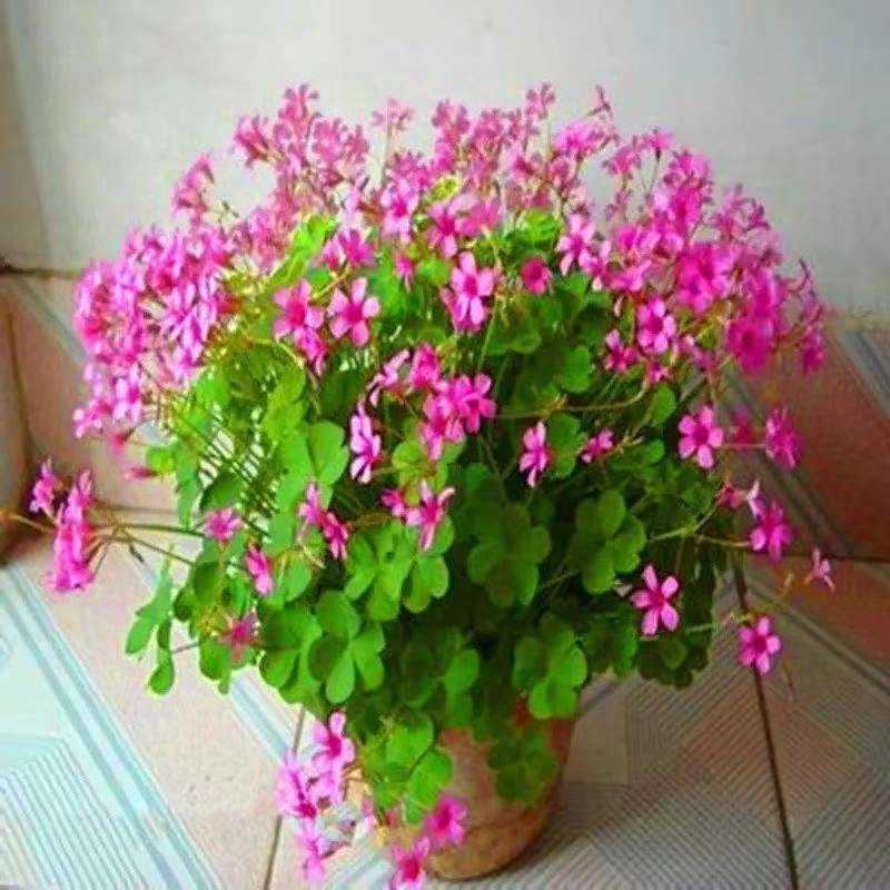 山野菜  新特水晶萝卜可以做水果的阳台盆栽特色菜