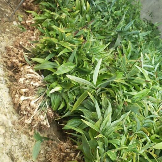 江油市黄精种苗 黄精苗，产量高，生长快，一亩地能挖一万斤！