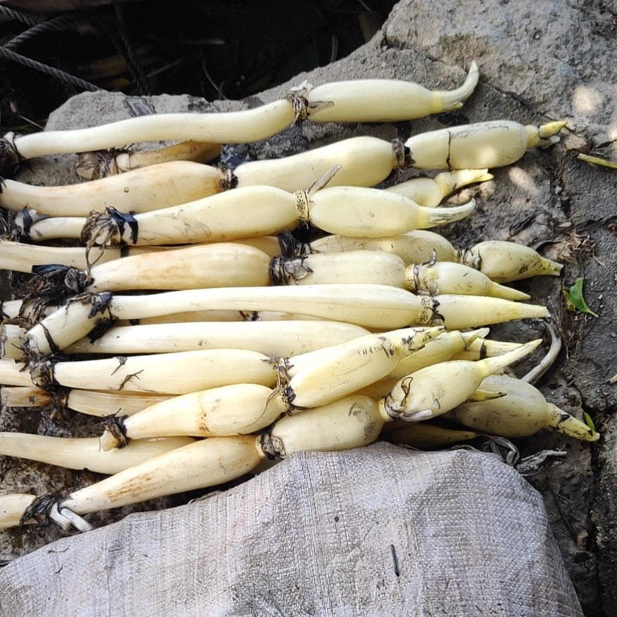 白莲藕苗莲藕苗深浅水生植物食用蔬菜池塘稻田种植粉脆藕莲花种根苗