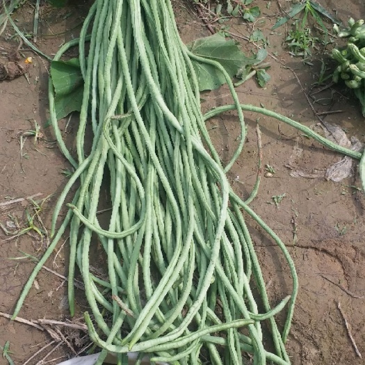 曹县绿龙豆角 40cm~70cm