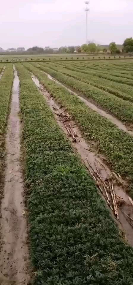麦冬草 矮麦冬