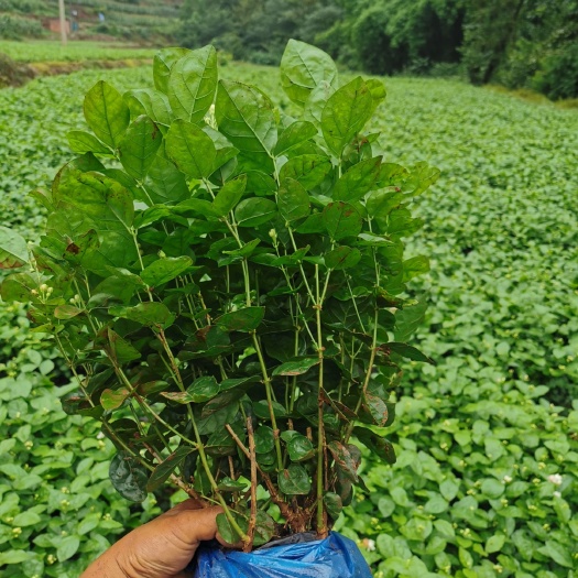 夹江县白色茉莉