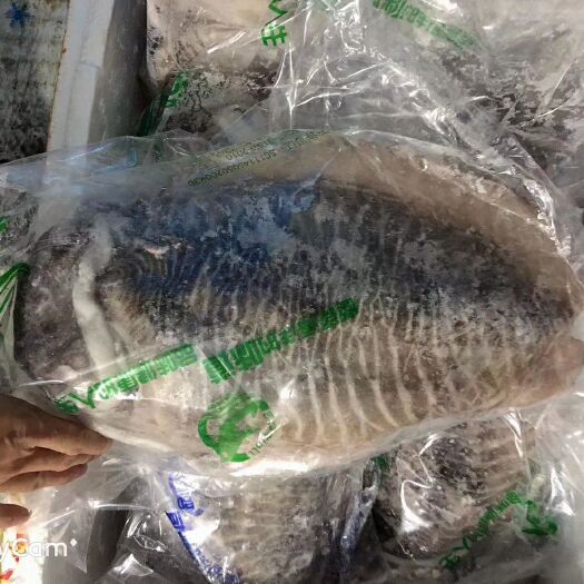 北海北海墨鱼 