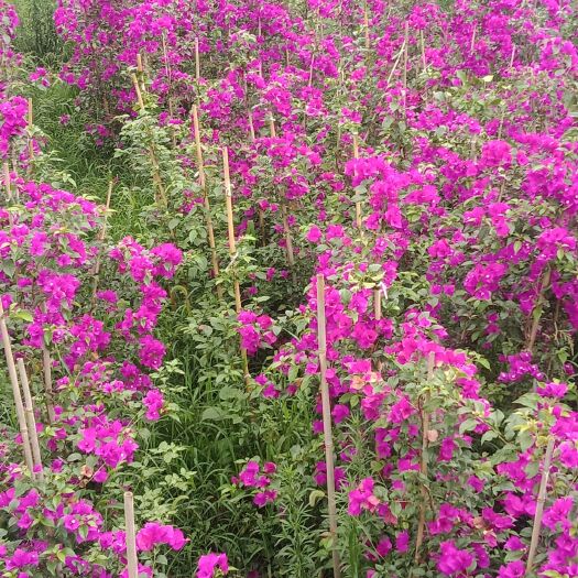 宜宾紫花三角梅 紫色花柱
