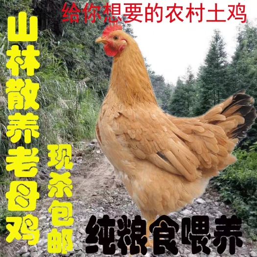 海盐县农家散养土鸡现杀3-4斤老母鸡49.8元顺丰包邮。
