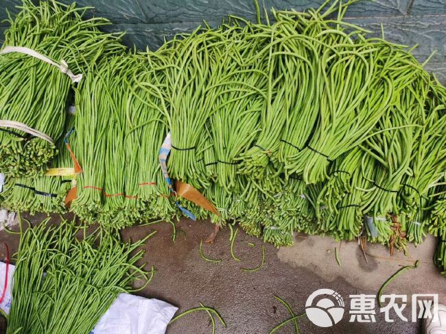 长豇豆  长豆角青豇豆产地直销