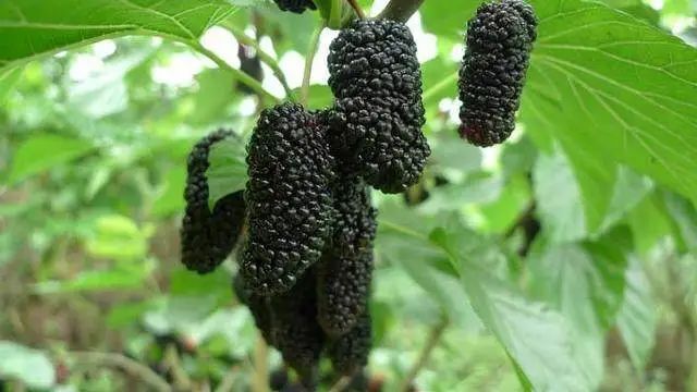 长沙县黑珍珠桑葚 1 - 2cm