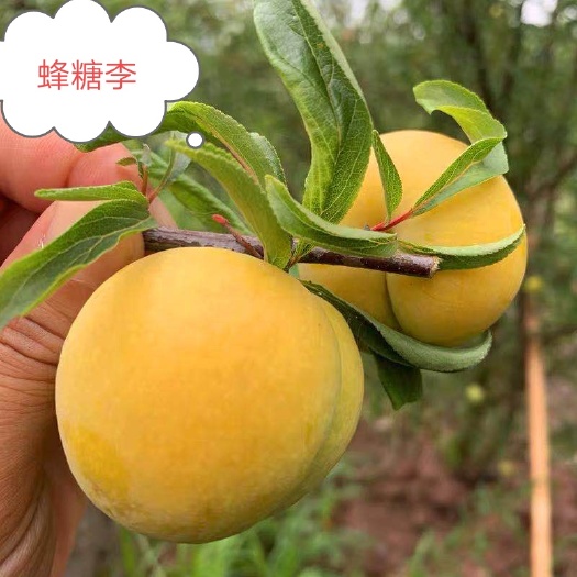 苍溪县蜂糖李树苗 蜂糖李