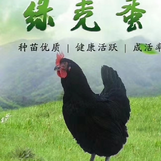 遵义 五黑绿壳蛋鸡苗麻羽绿壳蛋鸡