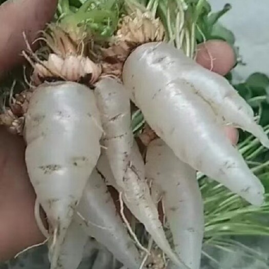 山野菜 新特水晶萝卜可以做水果的阳台盆栽特色菜