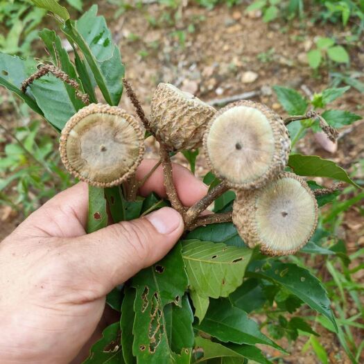 万宁市 风流果需要的联系