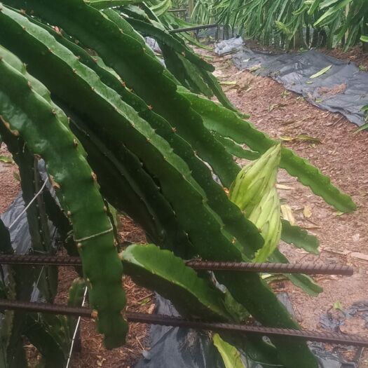 钟山县红皮红肉火龙果苗  新品大红火龙果苗，当年挂果苗