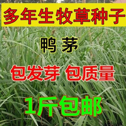 南宁 牧草种子鸭茅种子精选鸭茅草籽多年生刈割放牧干草青贮家畜牧草