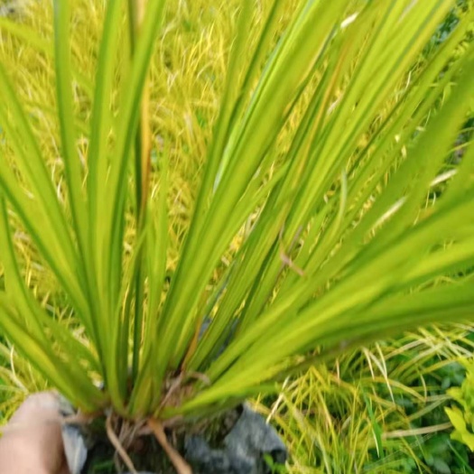 成都基地直销金叶石菖蒲