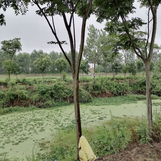 潜江市 河道边种的栾树，四面受阳，树型好，价格美