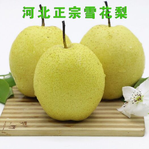 临城县 正宗河北临城雪花梨香甜可口三十年树龄优质果树精品果