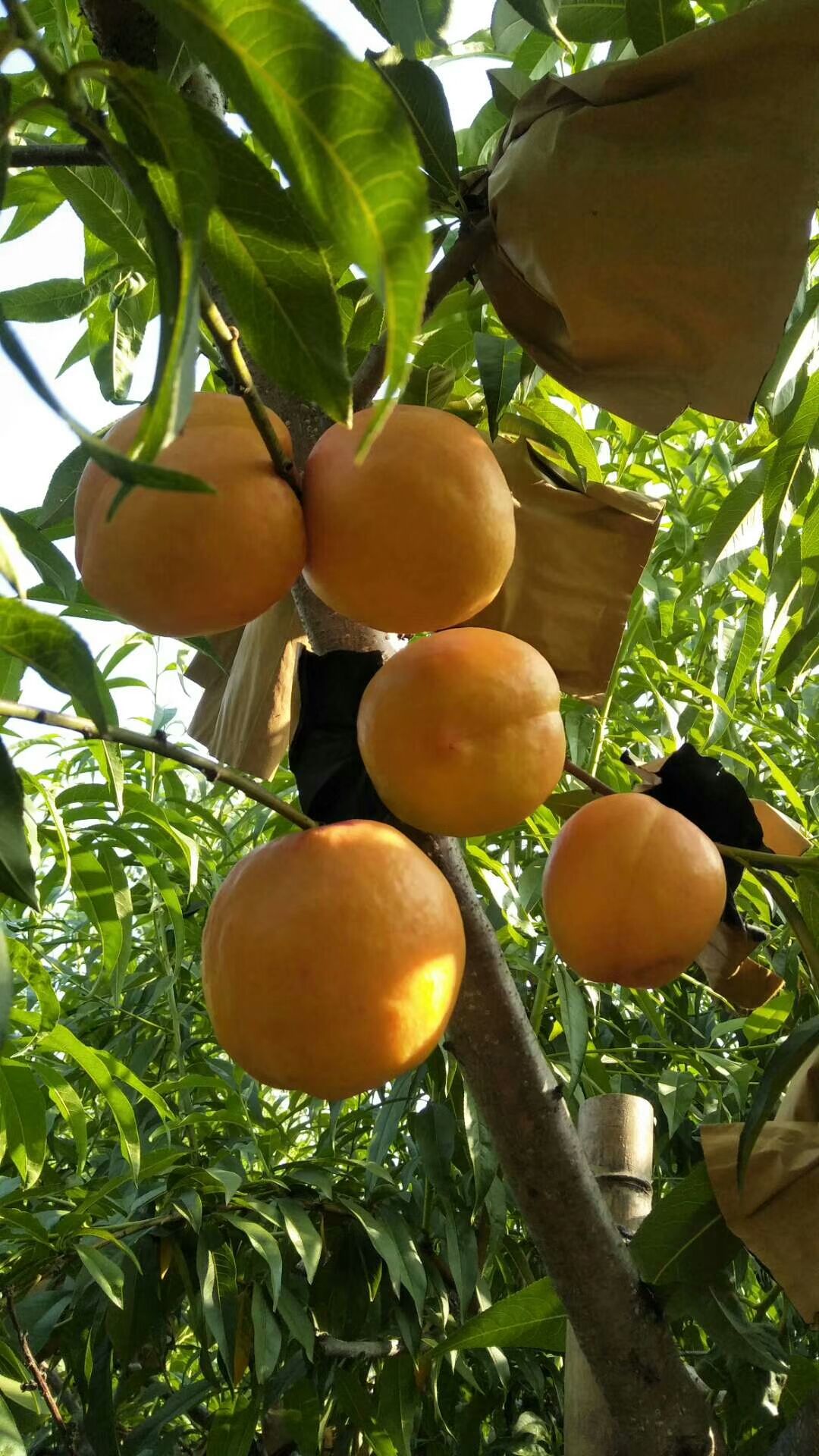 黄金蜜1号 黄河古道边果园/原汁原味/
品名：黄金蜜