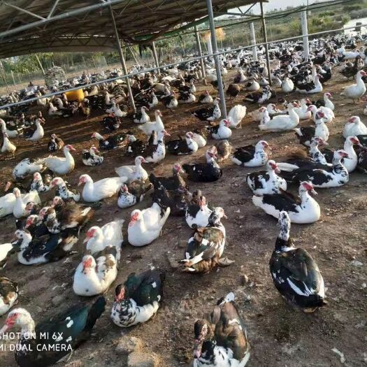 遵义 大种番鸭苗、火鸭苗、花番鸭