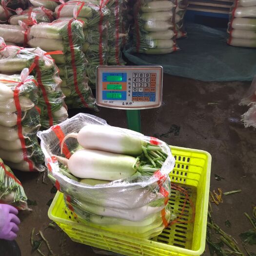 临洮县青萝卜  甘肃临洮诚信蔬菜，质量保证
