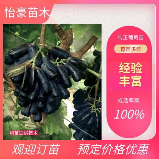泰安优质葡萄苗，蓝宝石葡萄苗，阳光玫瑰，早夏，巨峰，夏黑，美人