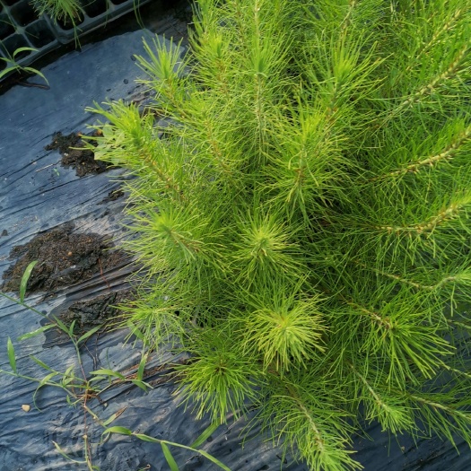 遂溪县湿地松树苗 湿地松轻基质杯苗