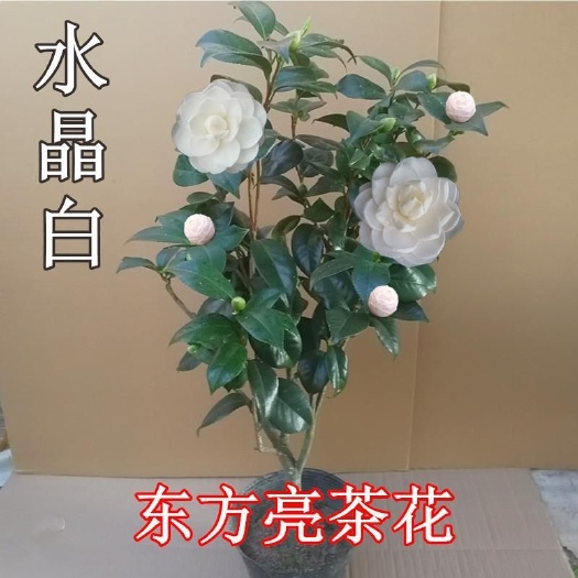 沭阳县 东方亮茶花，水晶白，五色赤丹十八学士六角大红货充足