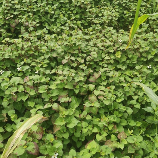 思南县 干湿鱼腥草