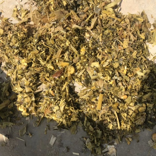 宿州青储草，青储全株玉米，黄贮玉米秸秆，养殖人的窖池子