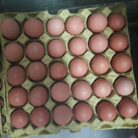 襄樊普通鸡蛋  鸡蛋批发价