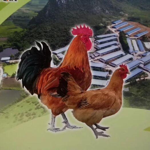 南宁快大青脚麻鸡苗