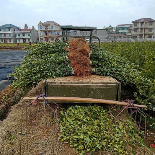 丰城市长林系列油茶  长林系列高产油茶苗