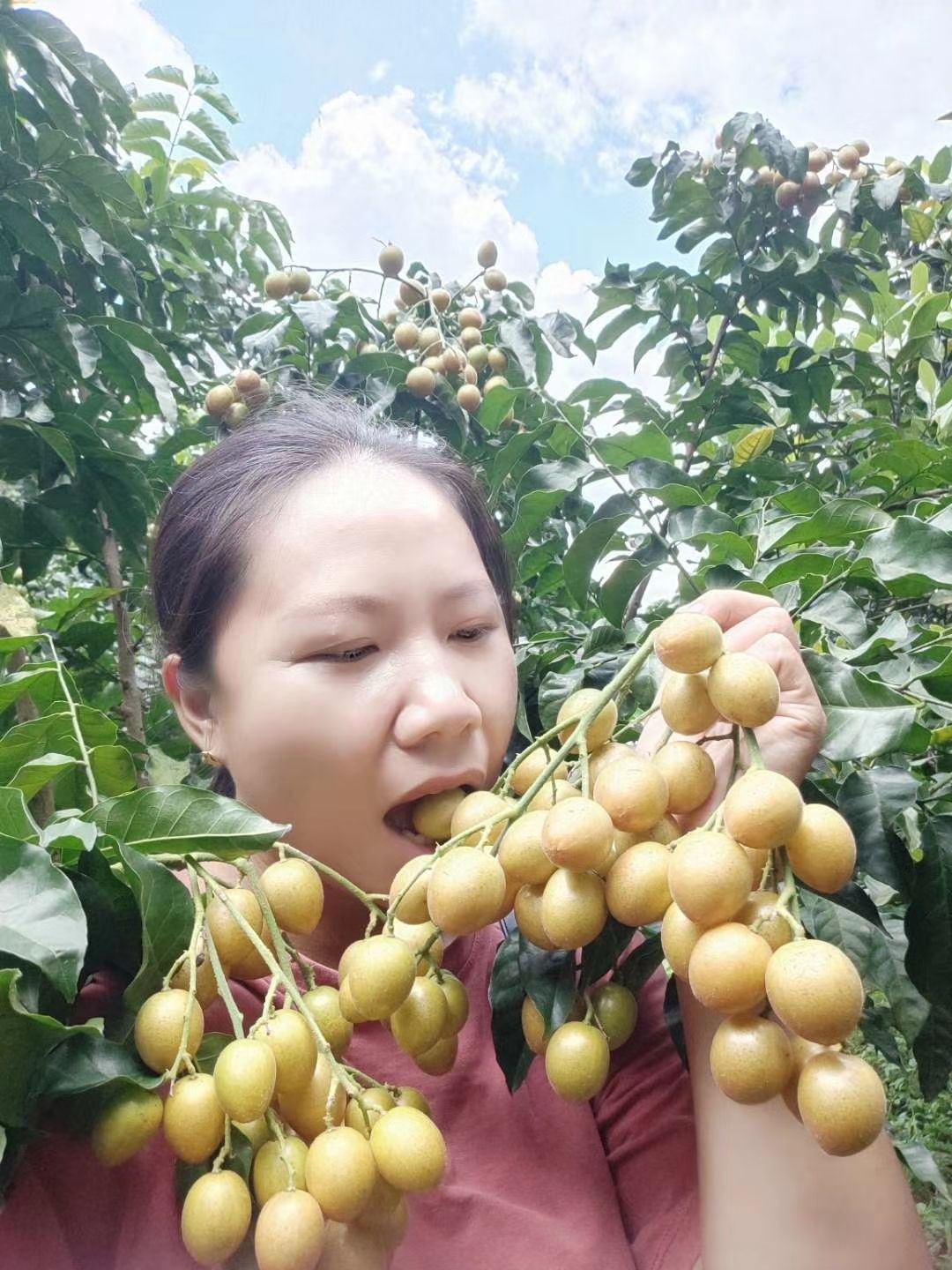  华南一号黄皮果肉多又甜！个大好卖
