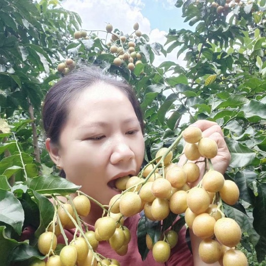 廉江市 华南一号黄皮果肉多又甜！个大好卖