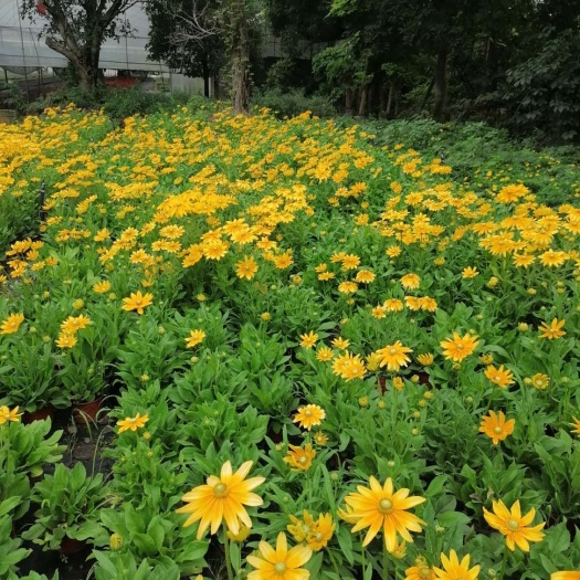  金光菊16杯出售 开花金光菊 价格优惠 基地批发出售