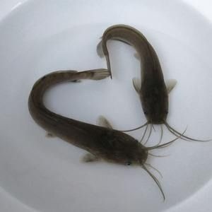 石阡县梭鱼苗  塘角鱼苗，大量出售