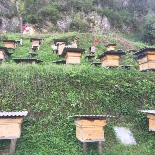 会东县深山土蜂蜜