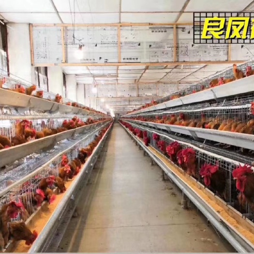 遵义 正宗父母代良凤花鸡苗